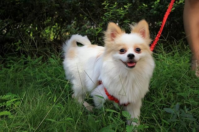 博美犬好养吗，博美犬怎么养（告诉你一个秘密：养狗）