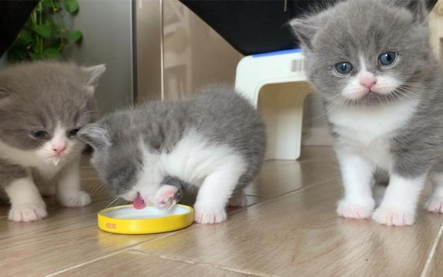 猫咪可以吃鸡蛋吗，猫咪喜不喜欢吃鸡蛋（这几种食物别再喂猫了）