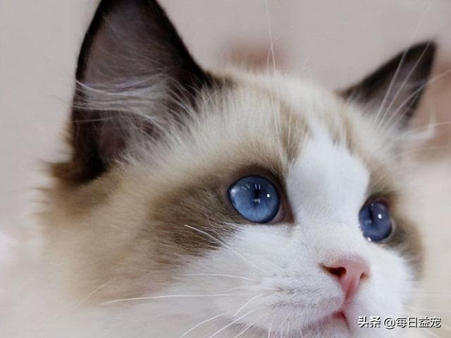 布偶猫多少钱一只幼崽，布偶猫多少钱一只纯种幼崽（还生了一窝谁也不像的崽）