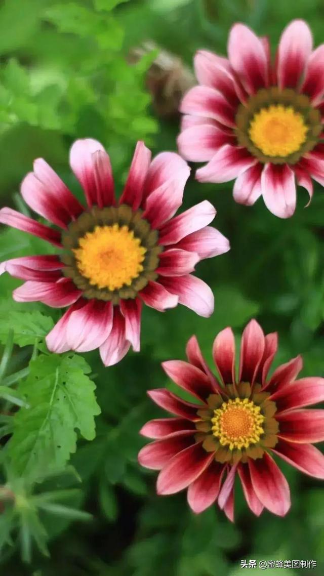 花草图片,一花一世界(花草图片自然风景)