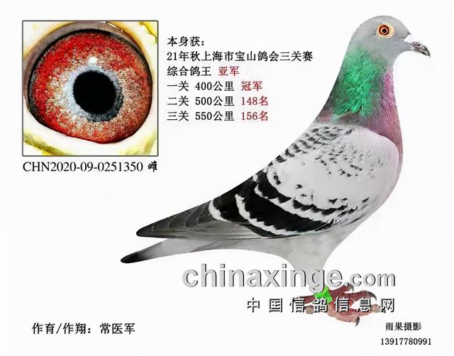 什么鸽子引天落，什么叫天落鸽子（引赛绩鸽修得正果——飞出三关鸽王冠军）