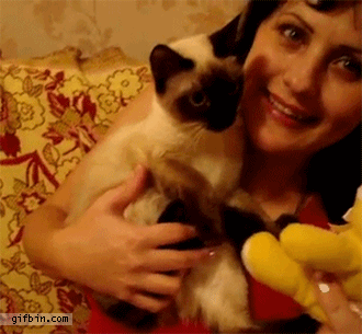 世界上十大最漂亮的猫，世界上十大最漂亮的猫品种有哪些（养猫“首选”这6种猫）