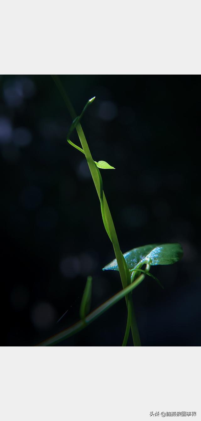 好看的圖片.,好看的圖片背景(實拍25張唯美的花草照片)