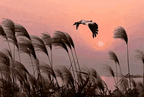 什么的美景，铺满金色巴掌的水泥道描写了什么（自然的美景，爱的诗篇）