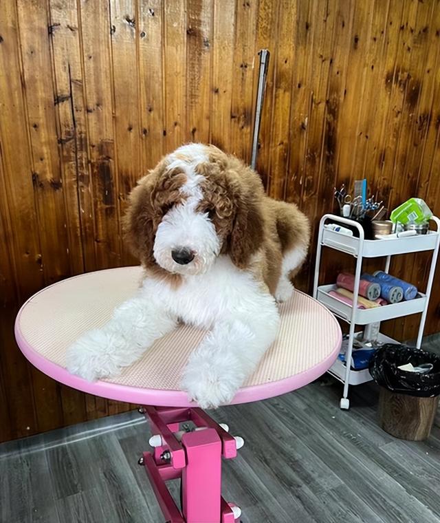 巨贵犬多少钱一只，黑色巨贵犬多少钱一只（“泰迪”和“巨贵”）