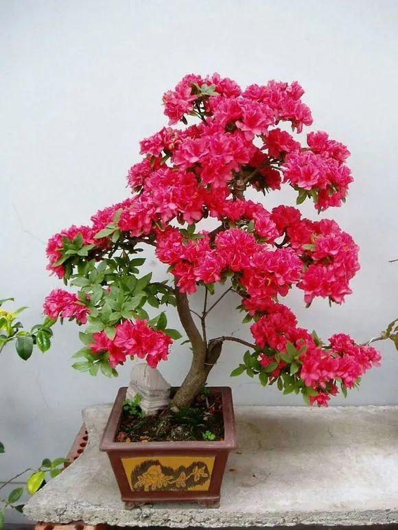 杜鹃花的三大特征，你家的杜鹃花是哪种