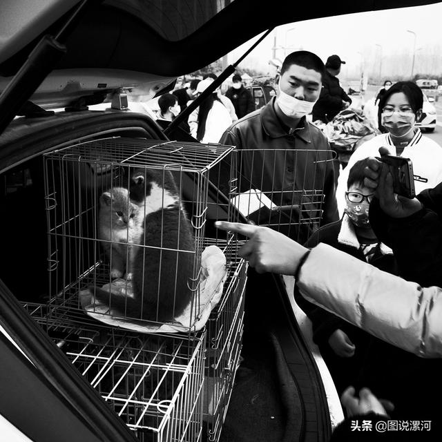 宠物市场在哪里，成都的宠物狗市场在那里呀（漯河宠物市场印象）