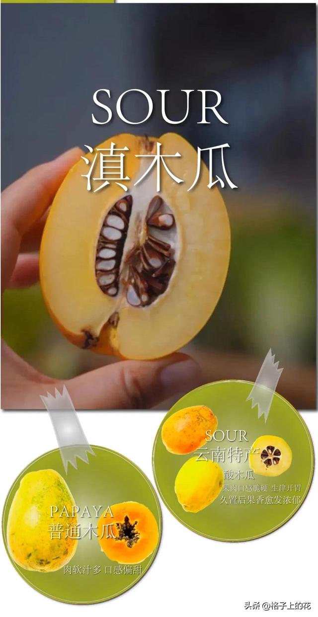 木瓜为什么是苦的，其实它才是真正的本土木瓜