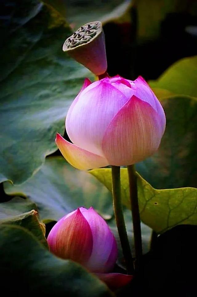 荷花象征着什么意义，荷花象征什么作文（用于形容美好、纯洁的爱情和高尚的情感）