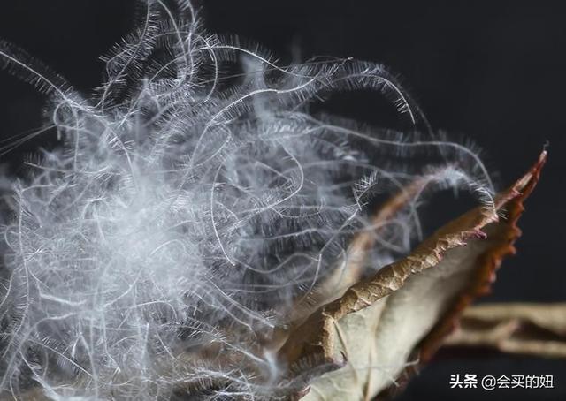 什么是被芯，被芯有哪几种（选对被芯——适合你的才是最好的）