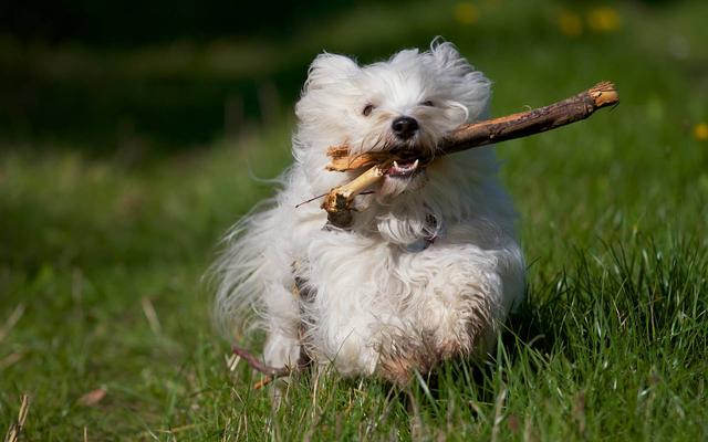 哈威那犬的性格特征，史宾格犬的特点和性格（原来“哈瓦那犬”的优点这么多）