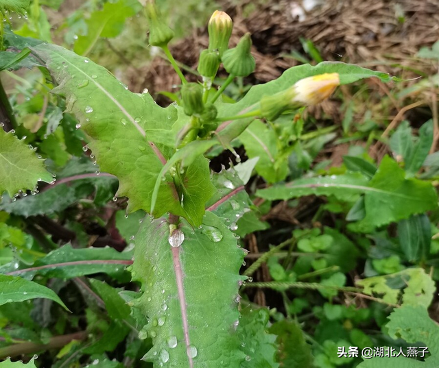 春天能吃的野菜大全，春天都有哪些野菜可以吃（送你63种野菜大图鉴）