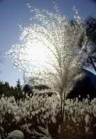 荻花(荻花大扇子),《荻花》2021.12.4(荻花宫大扇子) 荻花(荻花大扇子),《荻花》2021.12.4(荻花宫大扇子)