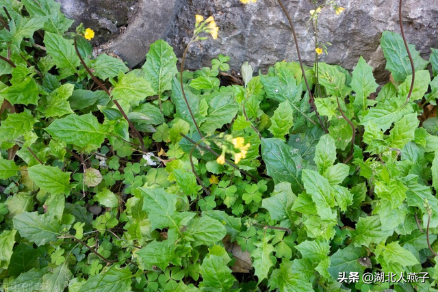 春天能吃的野菜大全，春天都有哪些野菜可以吃（送你63种野菜大图鉴）