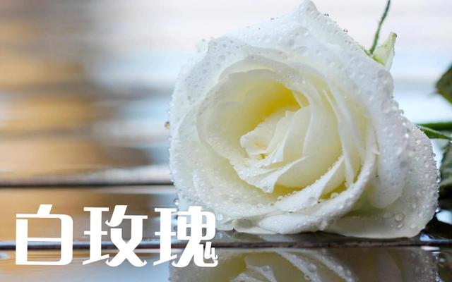 绿玫瑰花语是什么，绿玫瑰花语是什么的英语怎么说（不同颜色玫瑰花的花语）