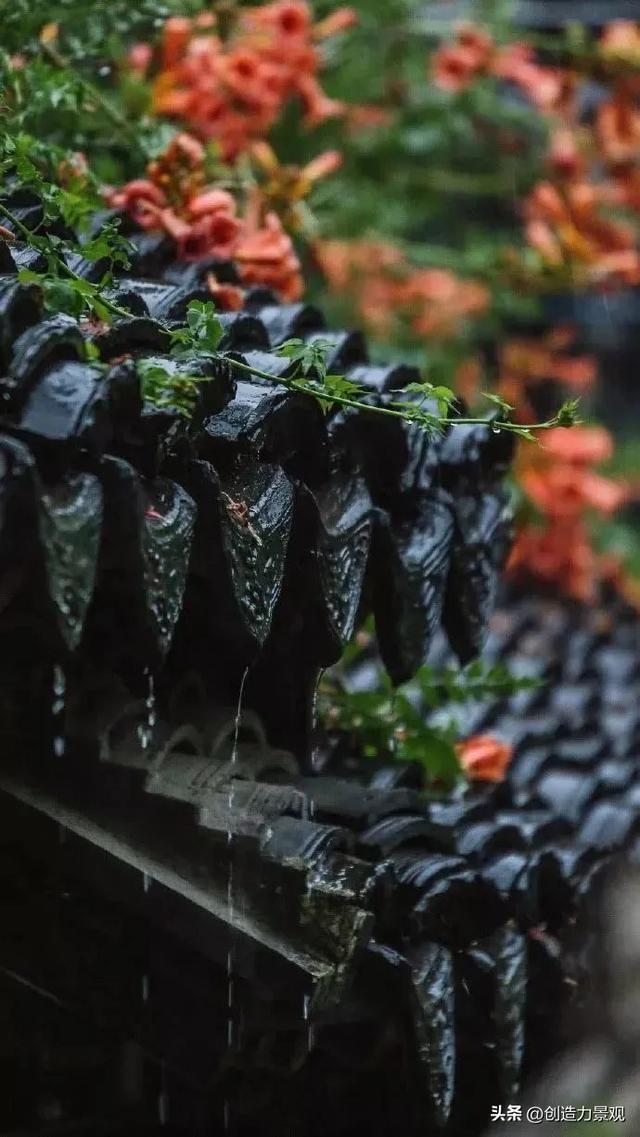 木香花是什么，木香花是什么样子的（美色不逊月季的爬藤植物——木香花）