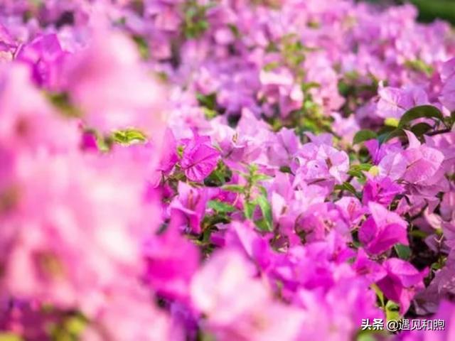 经常换头像的人的性格特点，爱换头像的女生的性格（不要轻易去撩一个频繁换微信头像的男人）