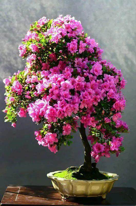 杜鹃花的三大特征，你家的杜鹃花是哪种