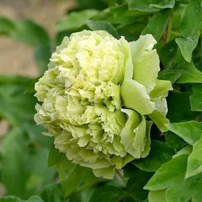 牡丹有哪些品种，牡丹有哪些品种(要名称)（精美绝伦的牡丹花十大品种图片欣赏）