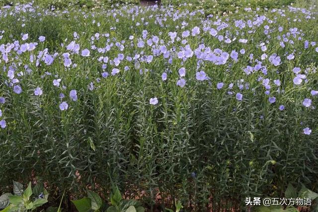 五蠹是哪五个，指的是哪五蠹？之首是儒术吗（中国麻类作物大全）