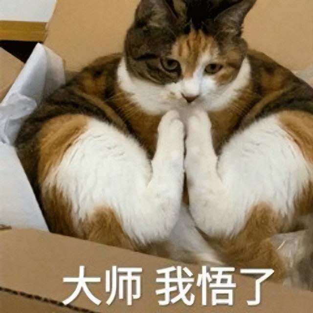 养猫训猫技巧，如何正确训练猫咪