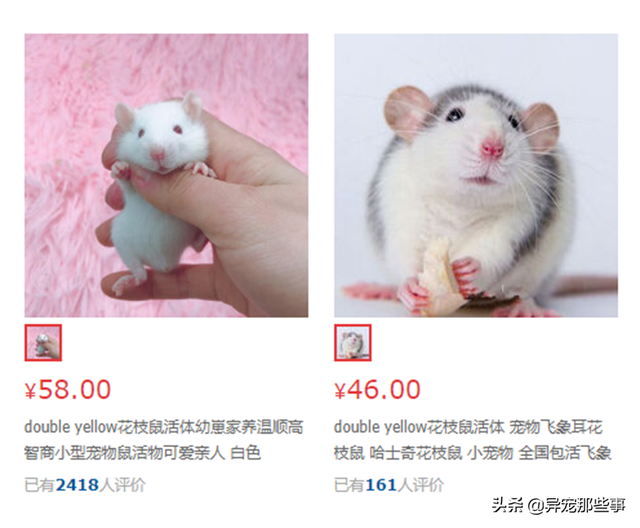 大白鼠和花枝鼠，大白鼠图片（原来有老鼠不脏不臭）