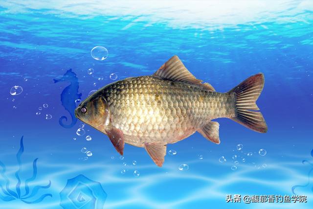 怎样样自制鲫鱼饵料配方，自制鲫鱼饵料配方大全（野钓鲫鱼用哪种饵料配方的效果最好用）