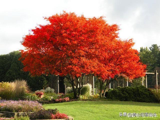 树种行情：娜塔栎市场受欢迎，种植忌盲目！（这些卖1-2万的树）