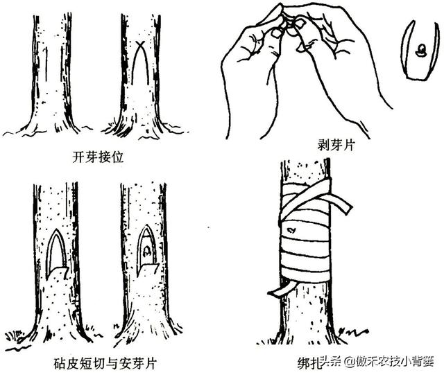 嫁接有哪两种方式，嫁接的方式有两种（桂花几月份嫁接）
