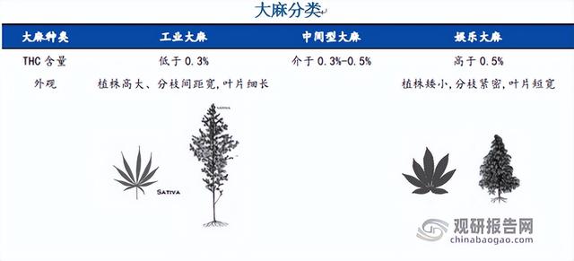 科普何谓工业大麻，中国工业大麻行业发展现状分析与投资前景研究报告