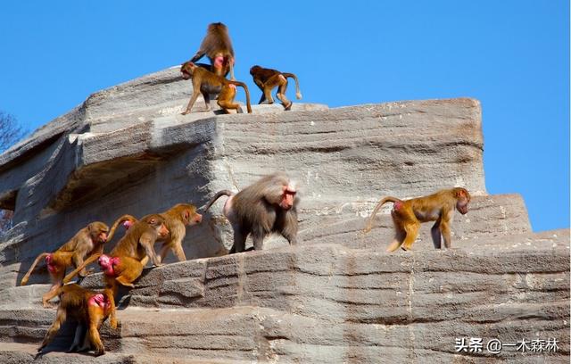 狒狒是什么动物，狒狒是什么动物图片（狒狒为何喜欢偷取其它动物的幼崽）