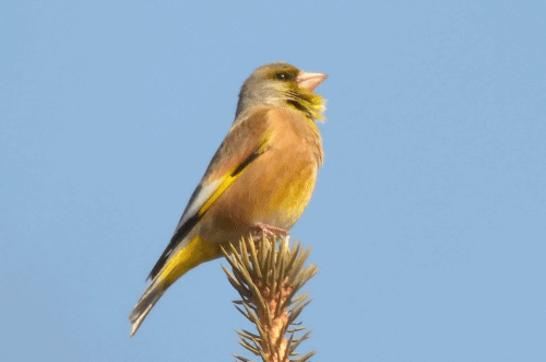 蜈蚣属于昆虫吗，蝎子和蜈蚣是属于昆虫吗（身为五毒之一的蜈蚣竟毒不死公鸡）