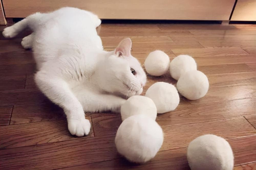 小猫吐黄水()