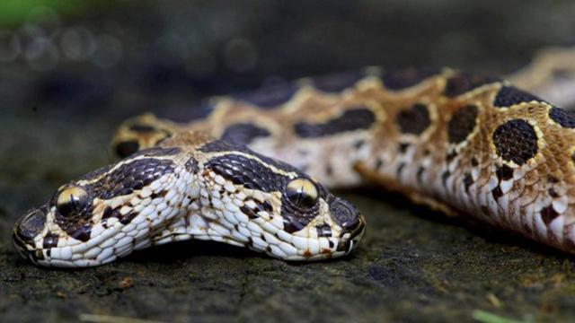 世界上最恐怖的蛇，世界上最恐怖的蛇岛图片（印度毒蛇太恐怖）