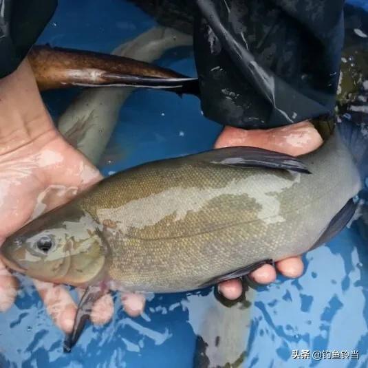丁鱼岁（丁鱼系），怎样垂钓有皇家宠鱼之称的丁鱥（鱼丁系是啥）