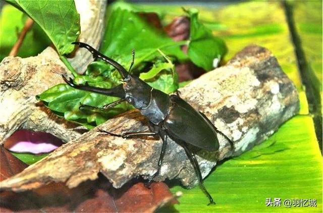 新加坡有什么特产，新加坡有什么美食特产除了肉干（宝藏级的新加坡旅游攻略）