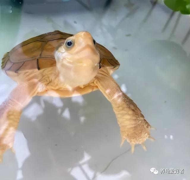我大中华的几种常见国龟，你都了然于胸了？