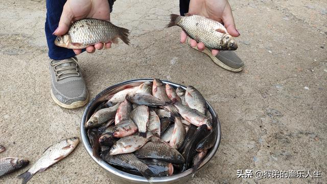 鲫鱼一年能长多大，土鲫鱼能长多大（有些鲫鱼大到不敢想象）