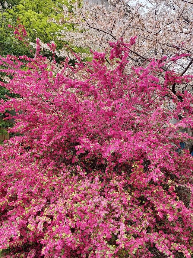 笑颜如花笑靥如花什么意思，笑靥如花什么意思（门当户对的爱情）