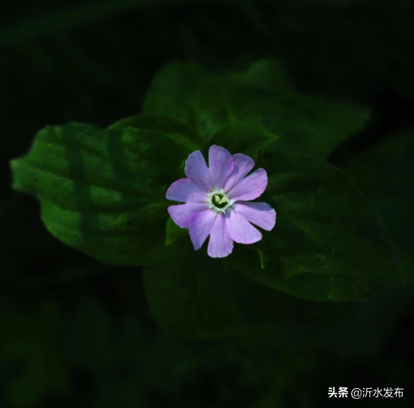 爱情小故事，爱情小故事睡前故事（中国古代八大爱情故事）