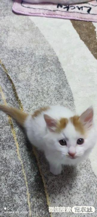 哪里会收养狗狗，如何领养狗狗（同城附近宠物店领养送养平台, 无偿幼猫咪狗狗救助-1216宠友社）