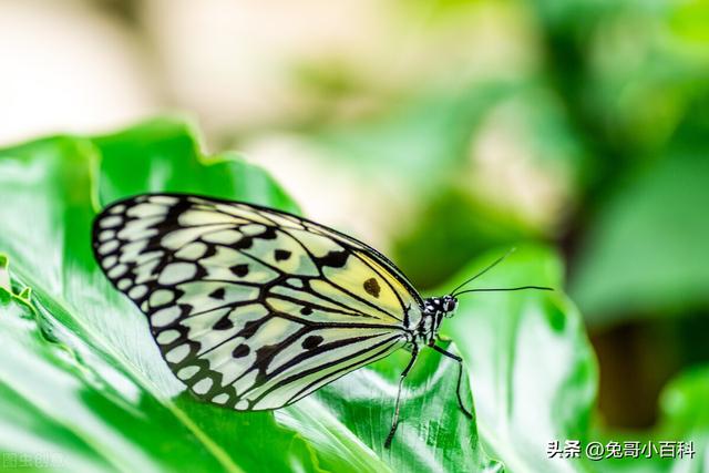 蝴蝶生活习性，蝴蝶王国（蝴蝶的生活环境和特点）