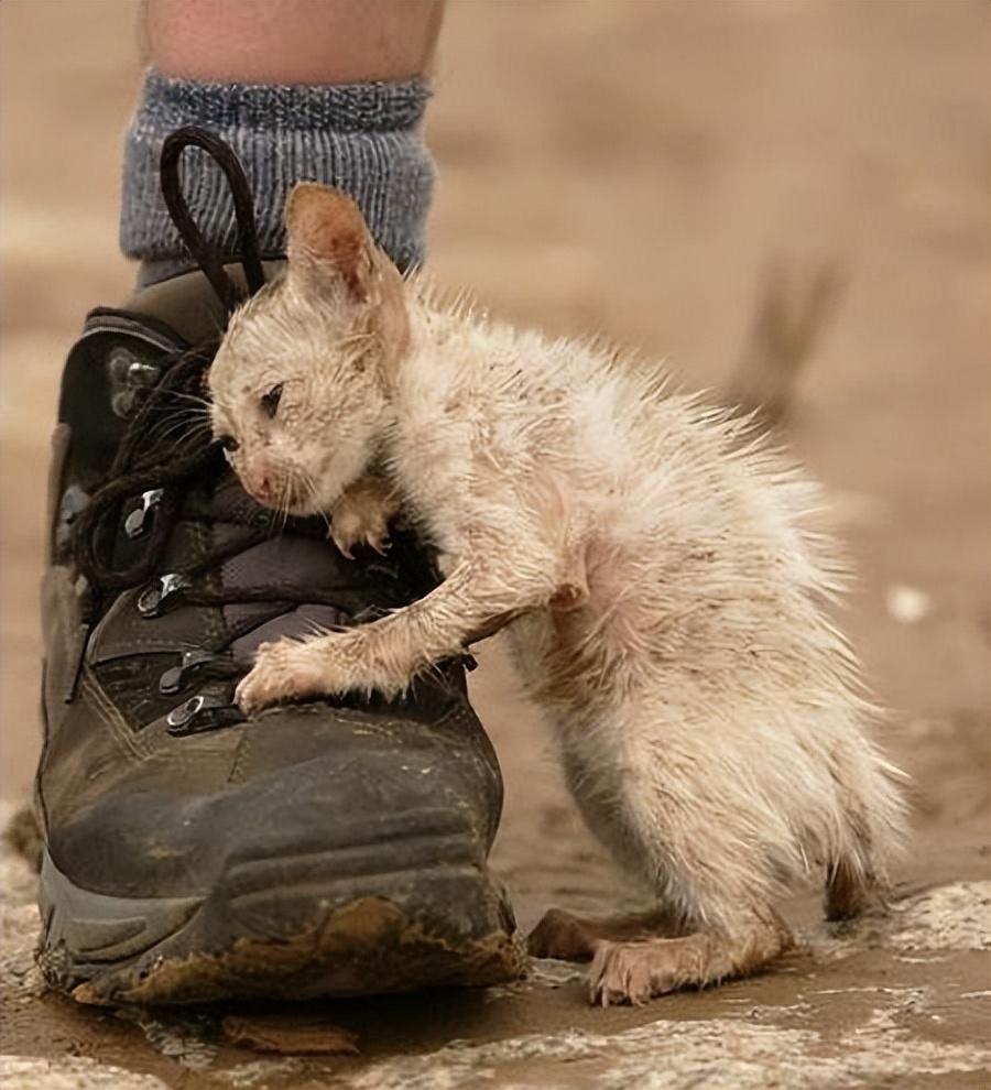 猫咪死在家里是吉是凶，家里猫死了是什么征兆（这些后果你承受不了）