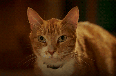 猫唇是什么唇形，猫唇是什么样子的（猫咪舔嘴就是嘴馋）