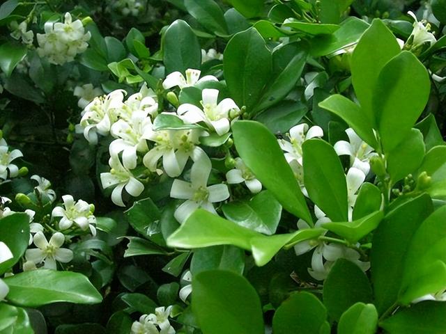 室内什么花香好闻又清香，室内什么花香味最好闻（而且开花香味十足）