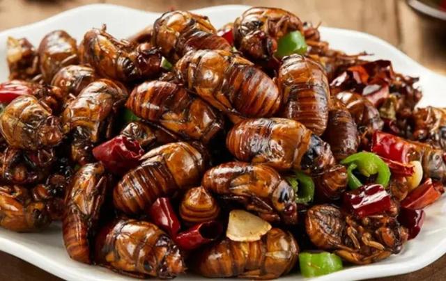 蝉怎么炒才好吃，蝉炒来吃有什么好处（不能错过的夏日应季美食——知了猴）