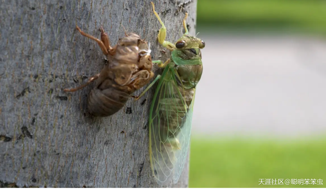 江湖奇兵大结局，江湖奇案结局（一个从山村到城市的社会记忆）