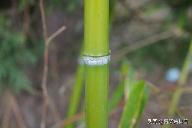 曼陀罗花的图片，曼陀罗花是什么（301味中药材的原植物彩色图谱）