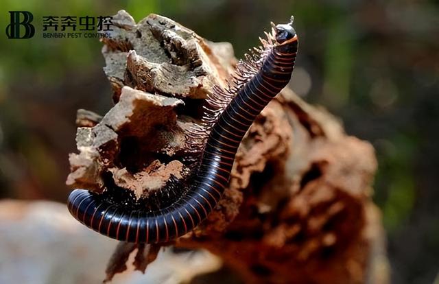蜈蚣会攻击睡着的人吗，蜈蚣会爬到睡觉的人身上吗（打死蜈蚣会引来更多吗）
