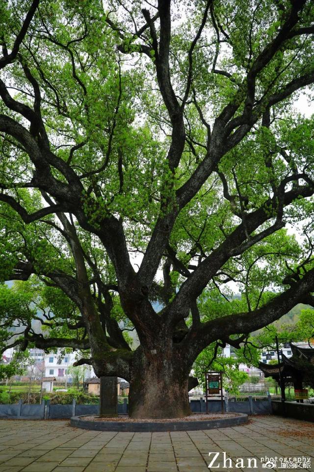 江西婺源最佳旅游景点，无论踏进婺源哪个村庄